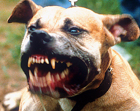 vicious-pitbull.jpg